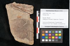 Foto (Objekt + Etikett) von Plantae indet.  (NHMW-GEO-2024-0188-11414)